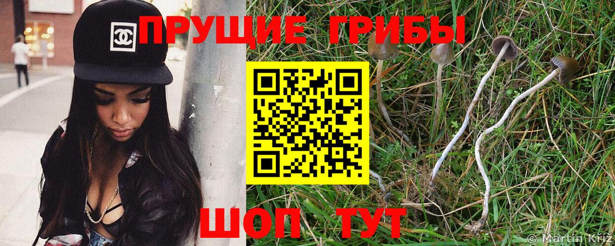 Псилоцибиновые грибы Cubensis Чусовой